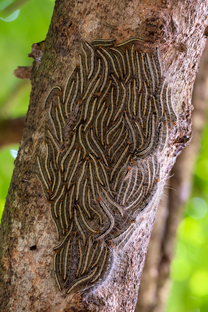 Eichenprozessionsspinner